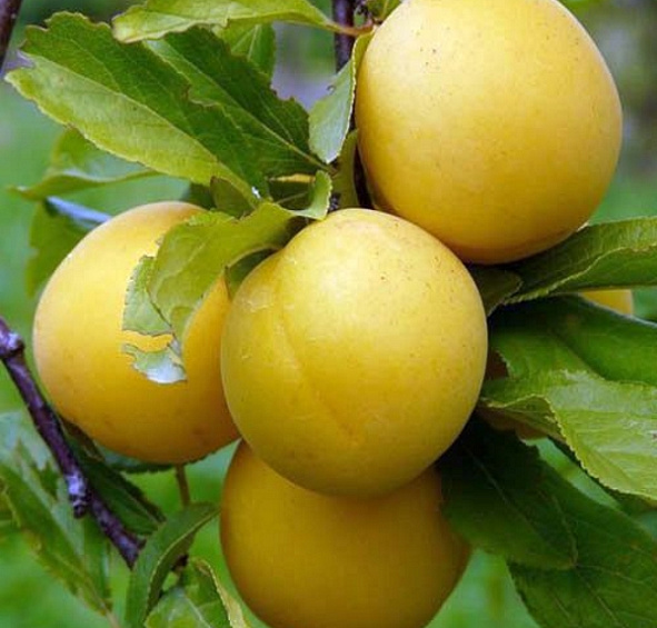 Алыча 'Злато скифов'